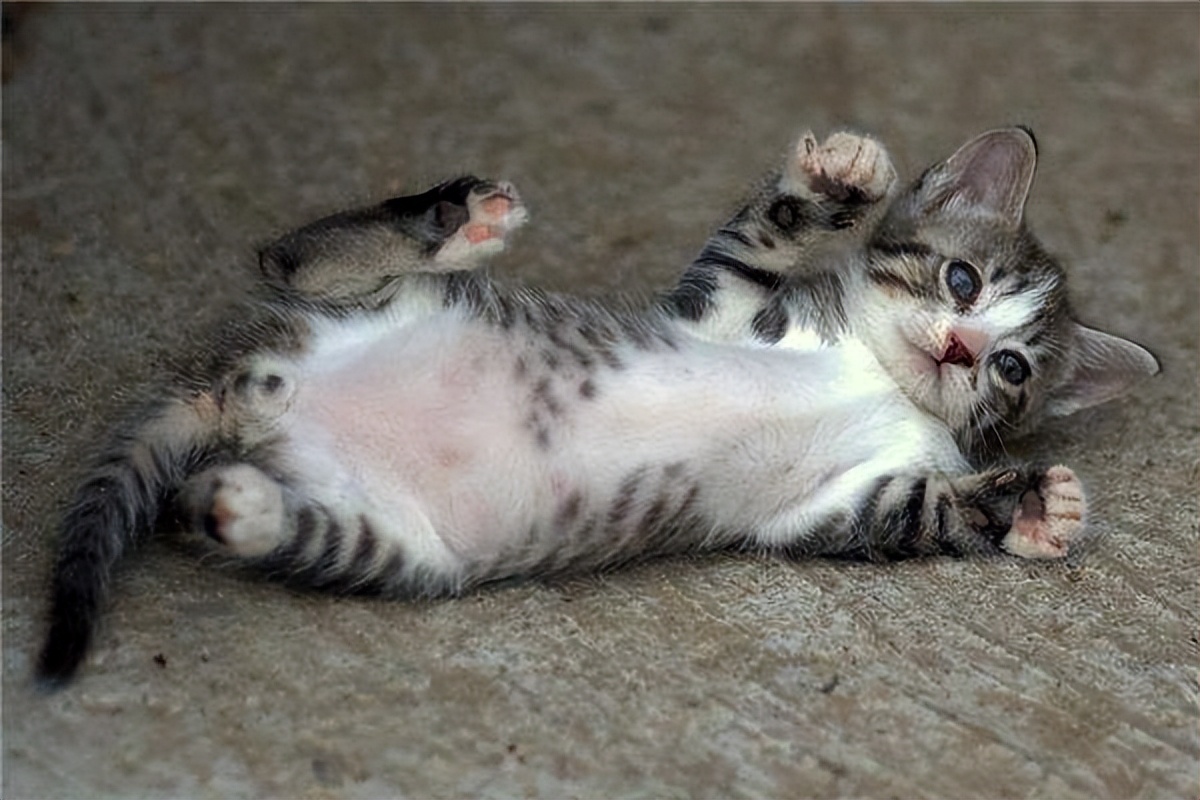 猫咪喜欢玩什么玩具图片,猫咪喜欢的玩具有哪些