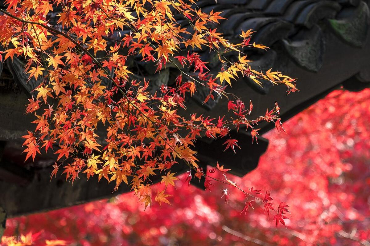 朋友恋人红颜知己有什么区别,什么叫朋友红颜知己