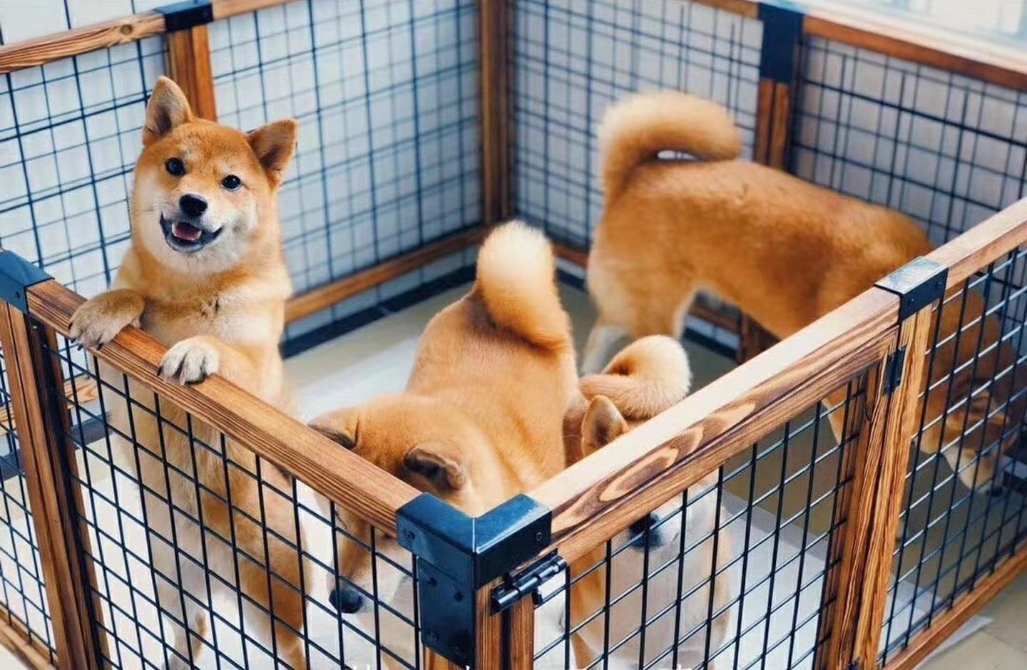 新手养狗100句口诀,土狗新手养狗基础知识