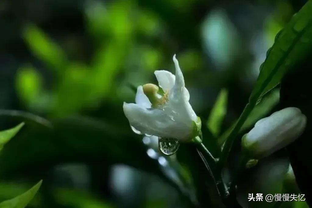 关于初夏美好的诗词佳句,初夏一抹嫣红沐浴暖阳诗词