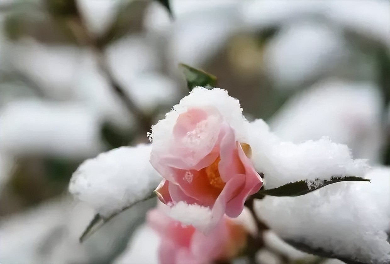#草木有趣|雪里开花到春晚，不是寻常儿女花