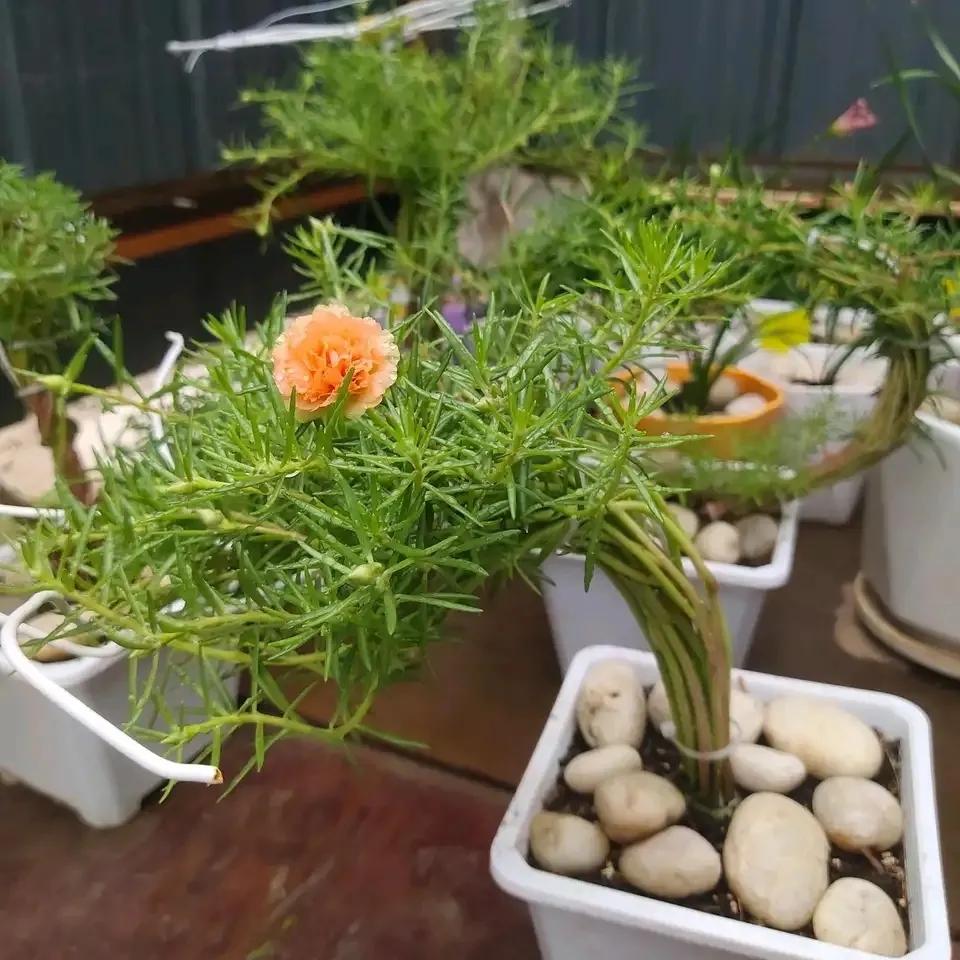 哪些药片过期后可以浇花杀菌杀虫,浇花时放这两种药片