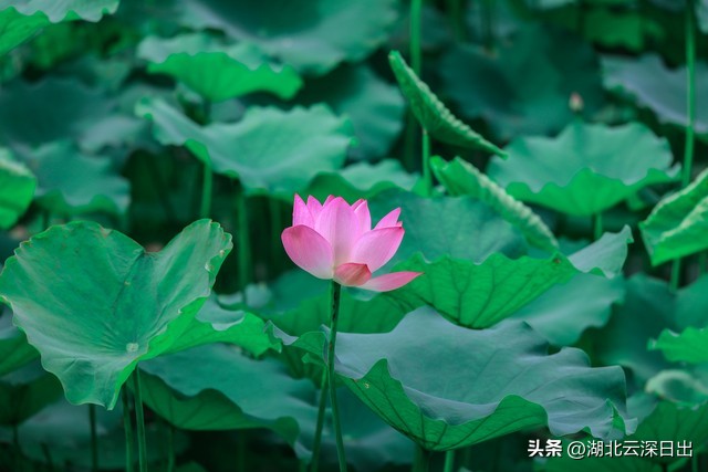 学习老子的大智慧，做一个充实富有幸福快乐的人