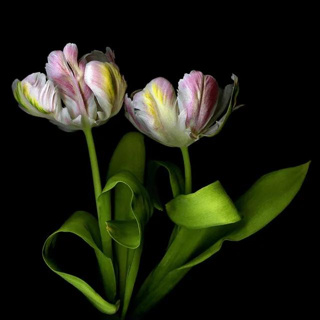 漂亮的郁金香随手一拍都是美景,春天的郁金香花海美得不可方物