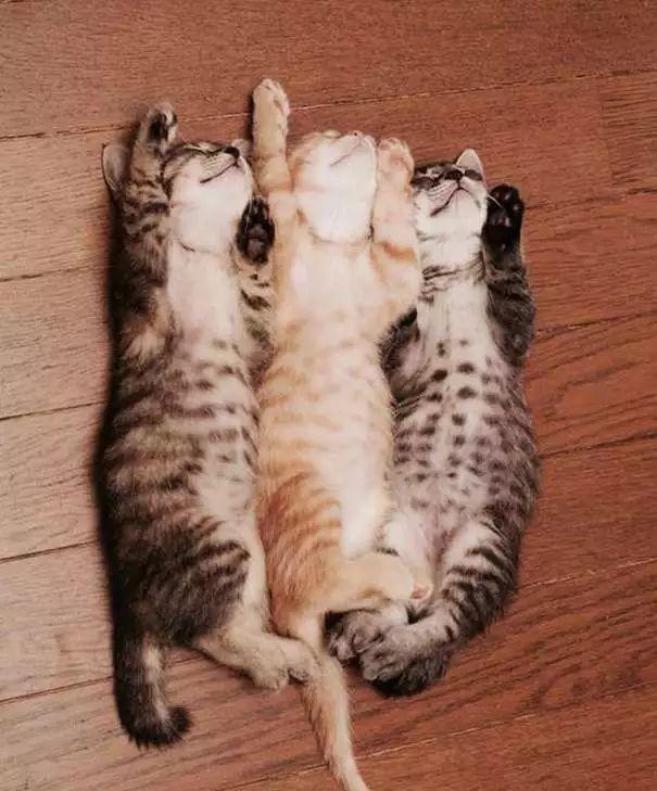 猫咪四仰八叉的睡觉说明什么,猫咪为何四仰八叉的睡觉