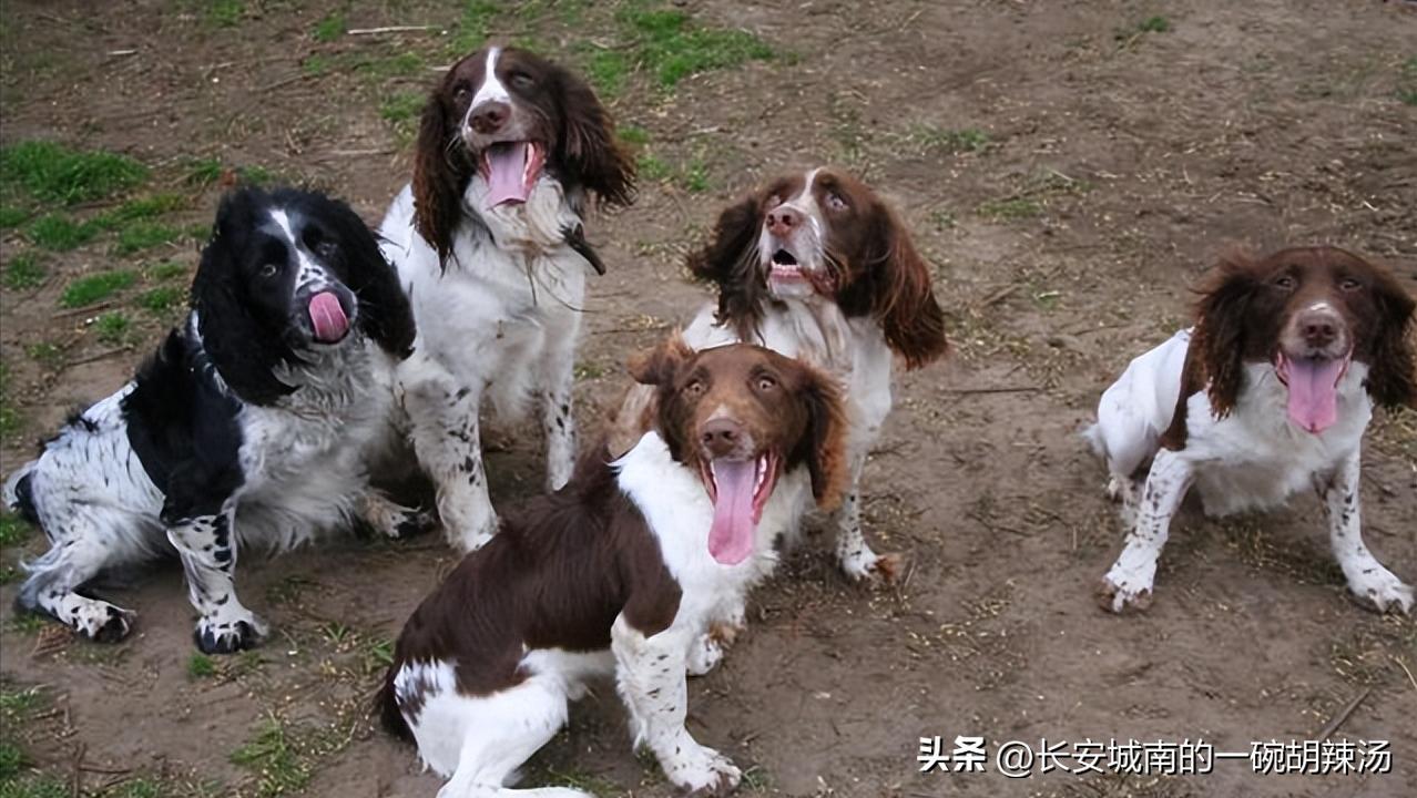 世界名犬大赛全程视频,西藏有哪些世界名犬