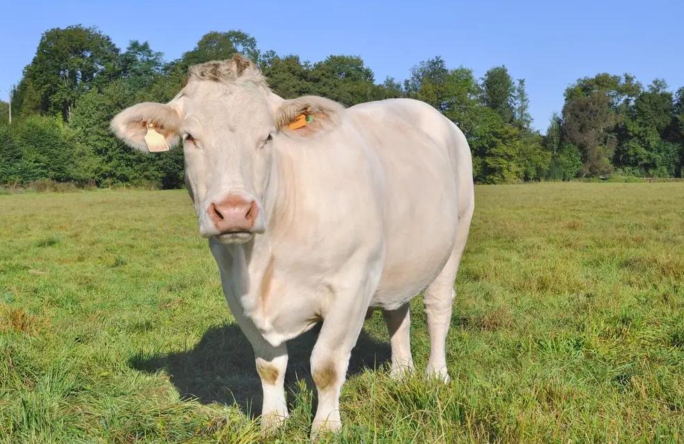 怎么判断牛胃移位,牛的真胃移位怎么办