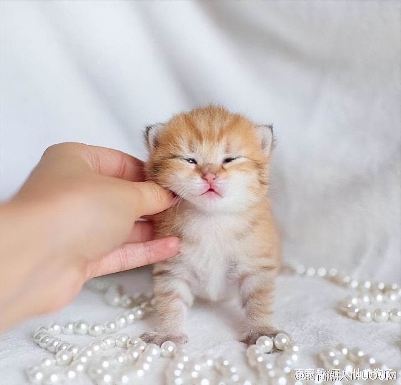 捡到流浪奶猫怎么照顾,捡到流浪小奶猫怎么办