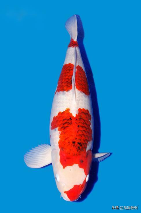 锦鲤分多少种什么样的锦鲤最好养,锦鲤要怎么选才能选到好的锦鲤