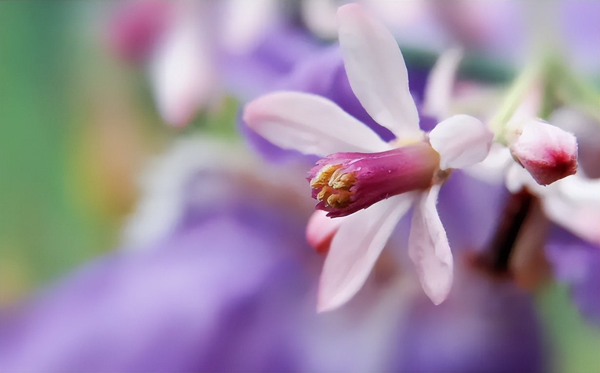 咏楝花的古诗词,有关楝花的诗