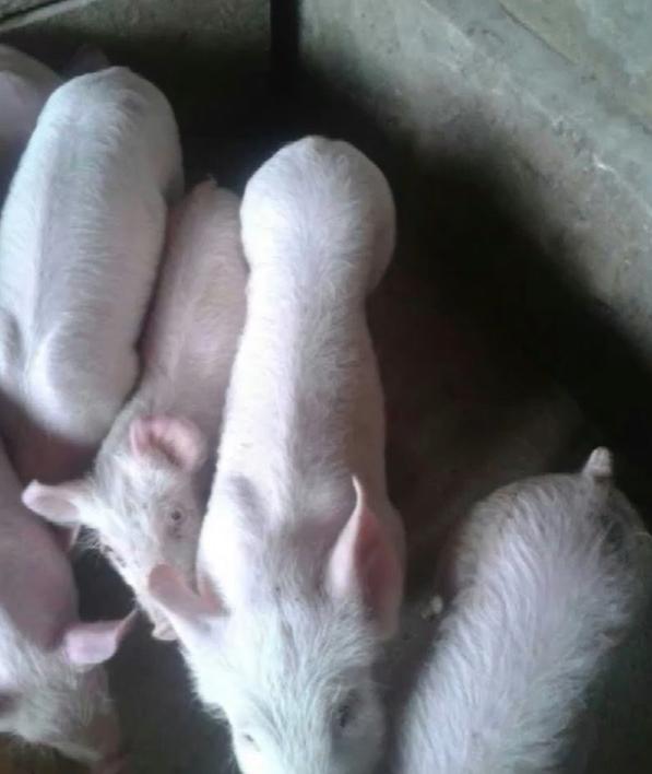 猪圆环病用什么药最好,猪圆环病最好的治疗方法