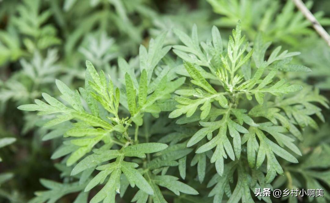 端午哪几种草煮水洗澡,端午采哪些草煮水洗澡