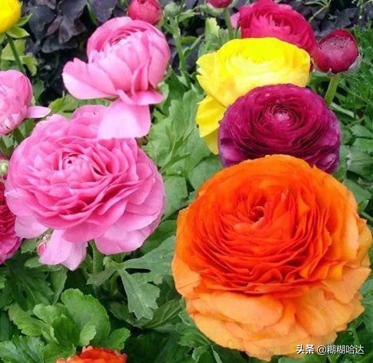 赏心悦目的花朵，风采万千，千姿百态，魅力无限，太美了
