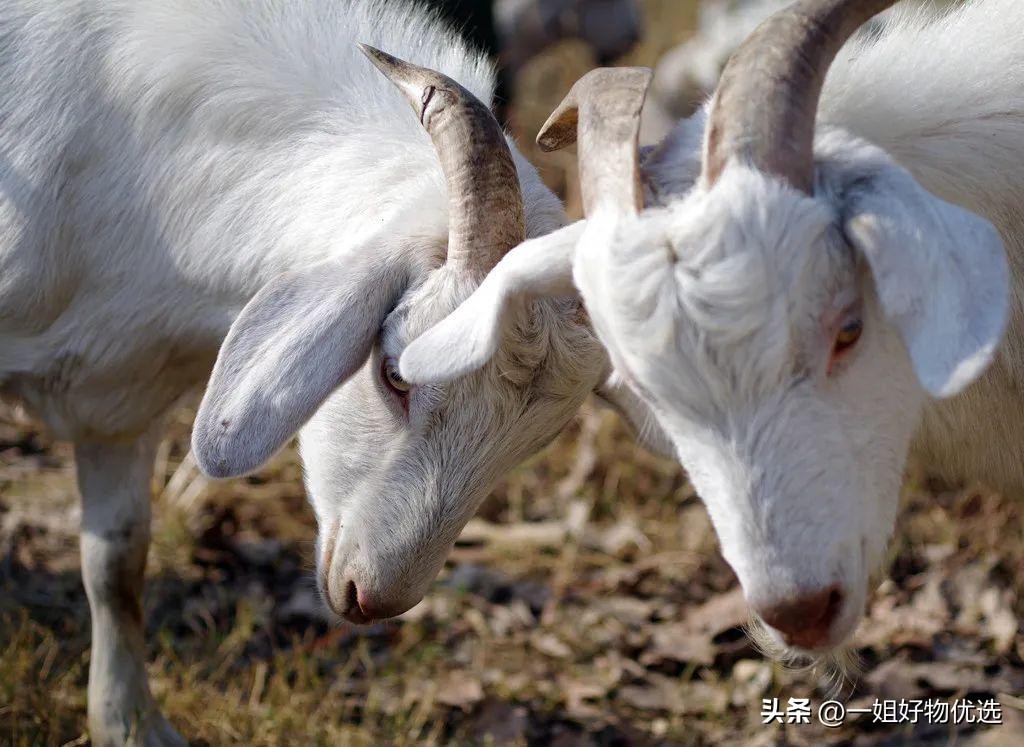 爱马仕围巾羊绒鉴定,爱马仕围巾羊绒多少钱