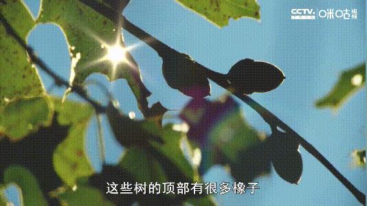 bbc少儿科普纪录片从哪里看,bbc儿童科普片推荐