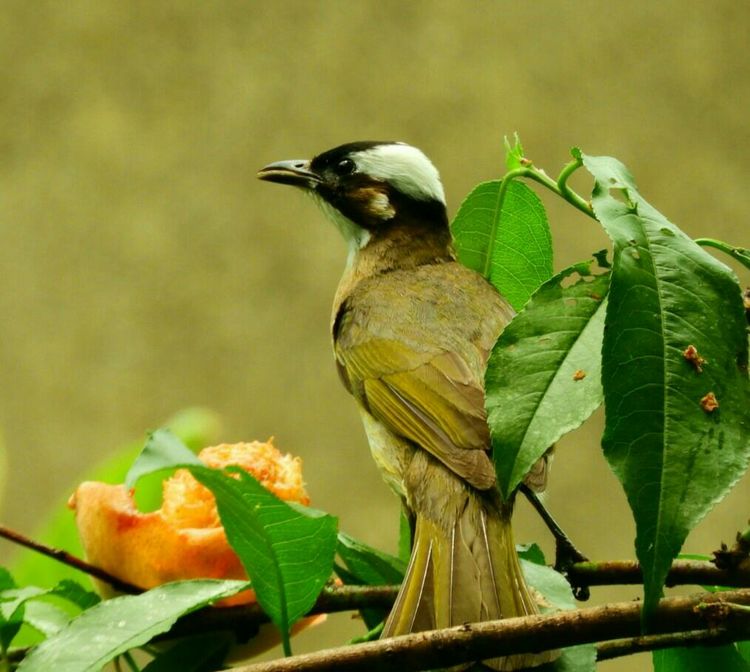 果园防鸟最好方法,果园防鸟出绝招