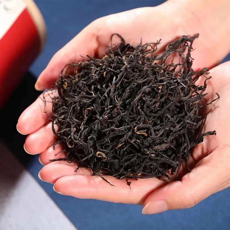 稀有茶树品种紫鹃,紫娟茶树品种大全