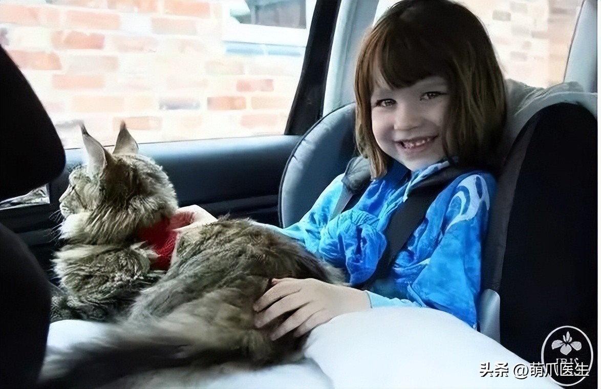 狸花猫也能治病?天才少女如何蜕变成百万级画家