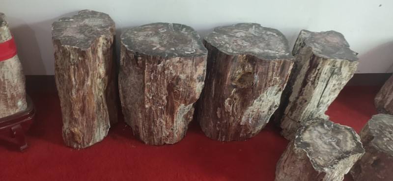 硅化木的原始树木,硅化木和树化石