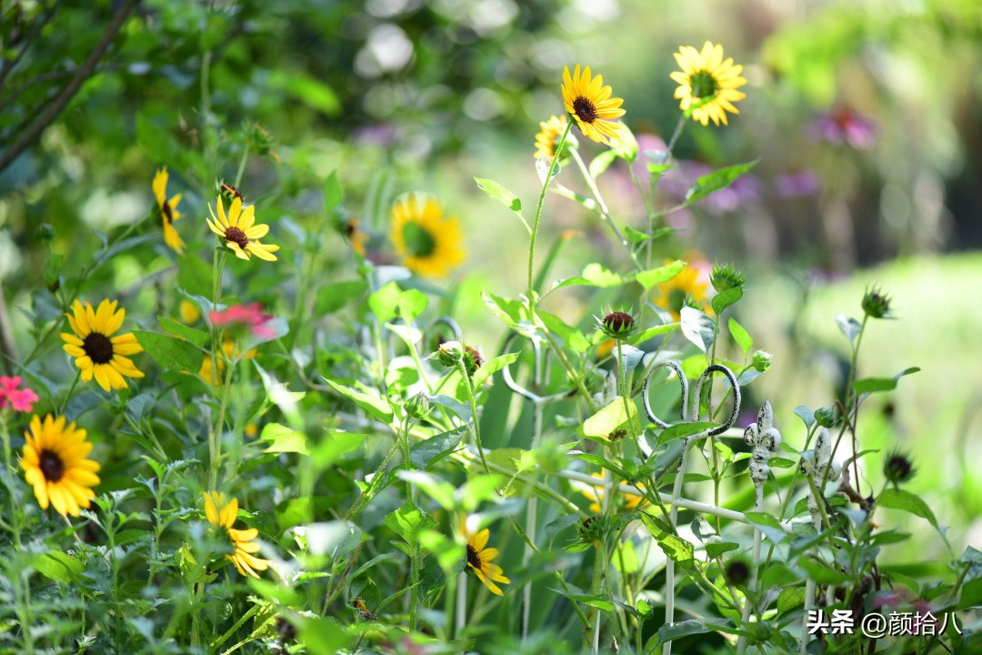 光辉岁月向日葵单朵花能开多少天,光辉岁月向日葵开花效果