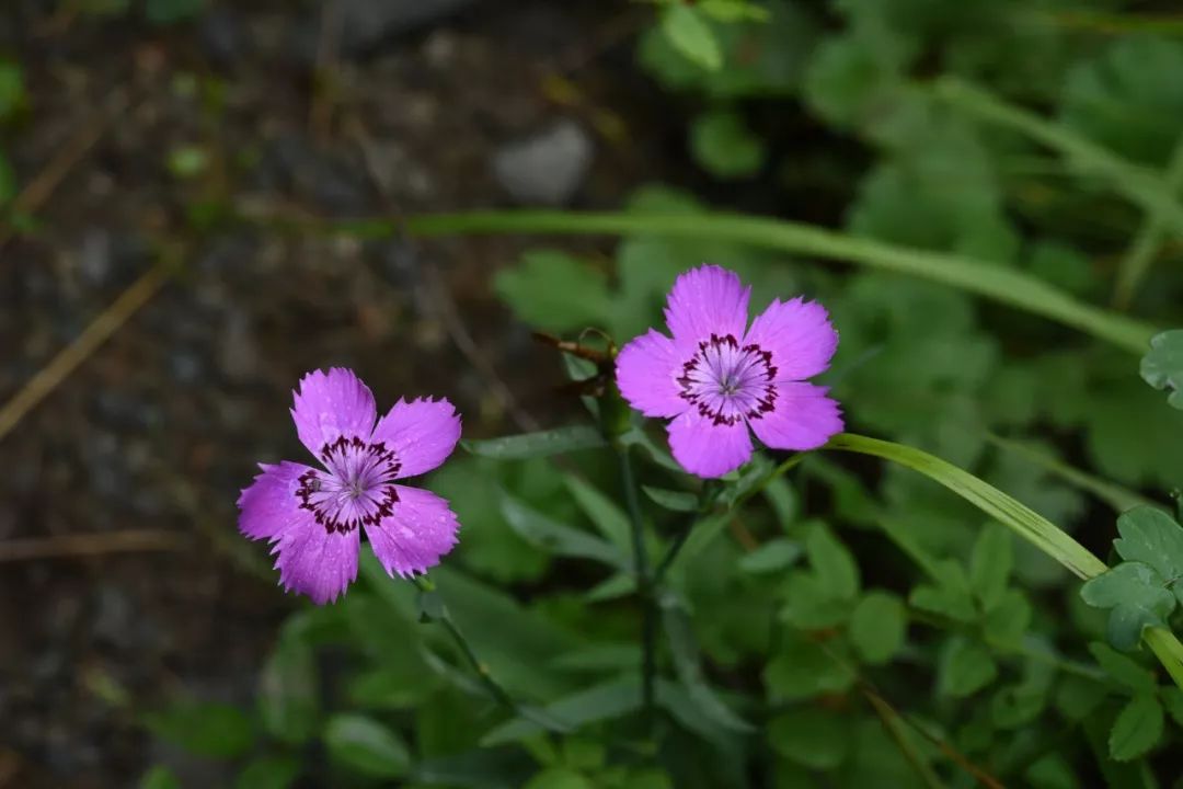 150种常见药用植物大全,150余种常见药用植物花期组图