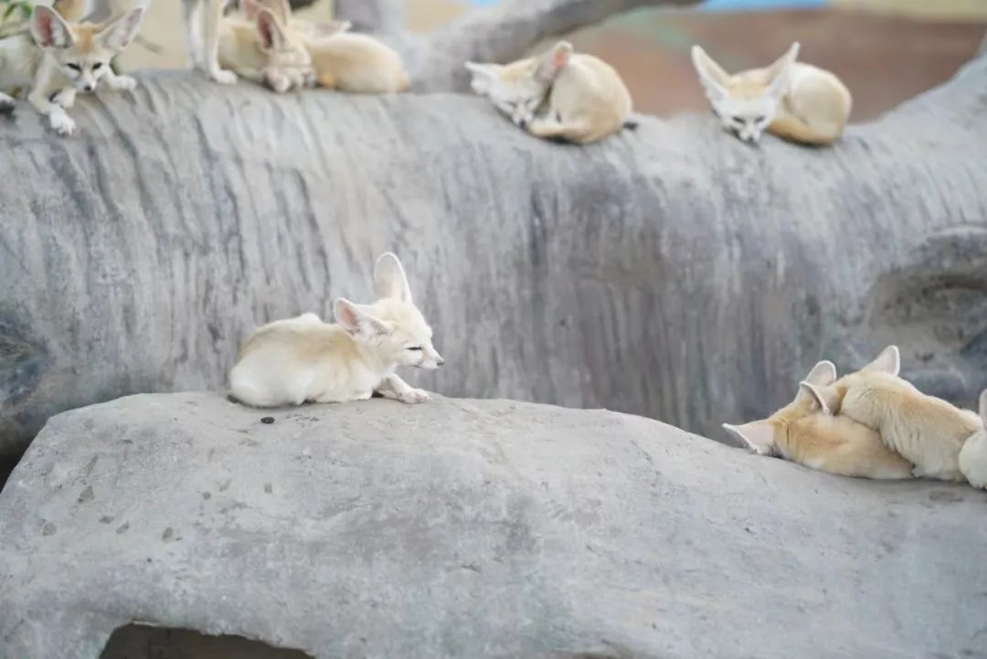 一月份去上海野生动物园和海洋馆,十一带大家去上海野生动物园玩