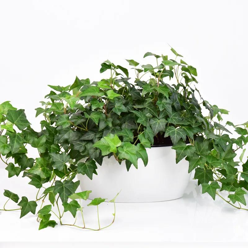 红苞喜林芋对猫咪有毒吗,什么植物对猫咪有毒