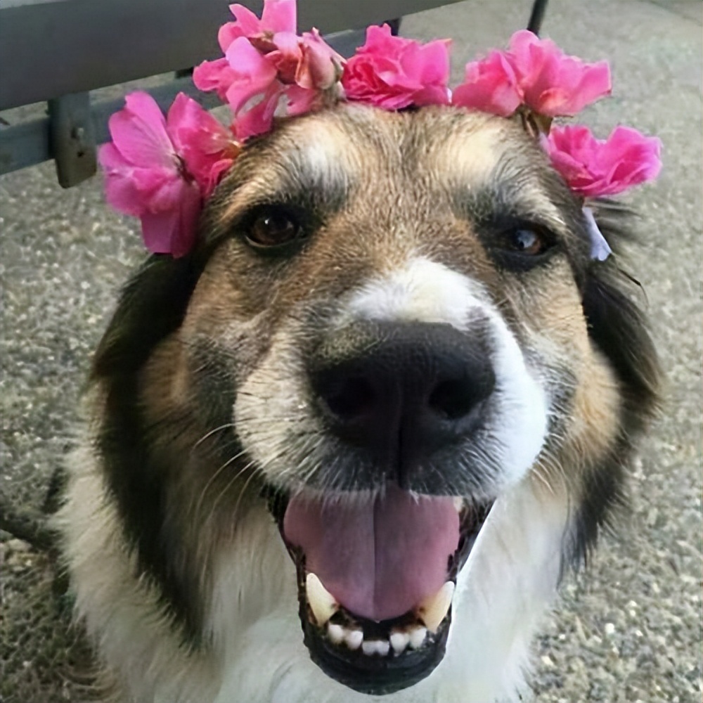 好养温顺的狗狗,哪种狗狗最温顺最聪明好养不掉毛