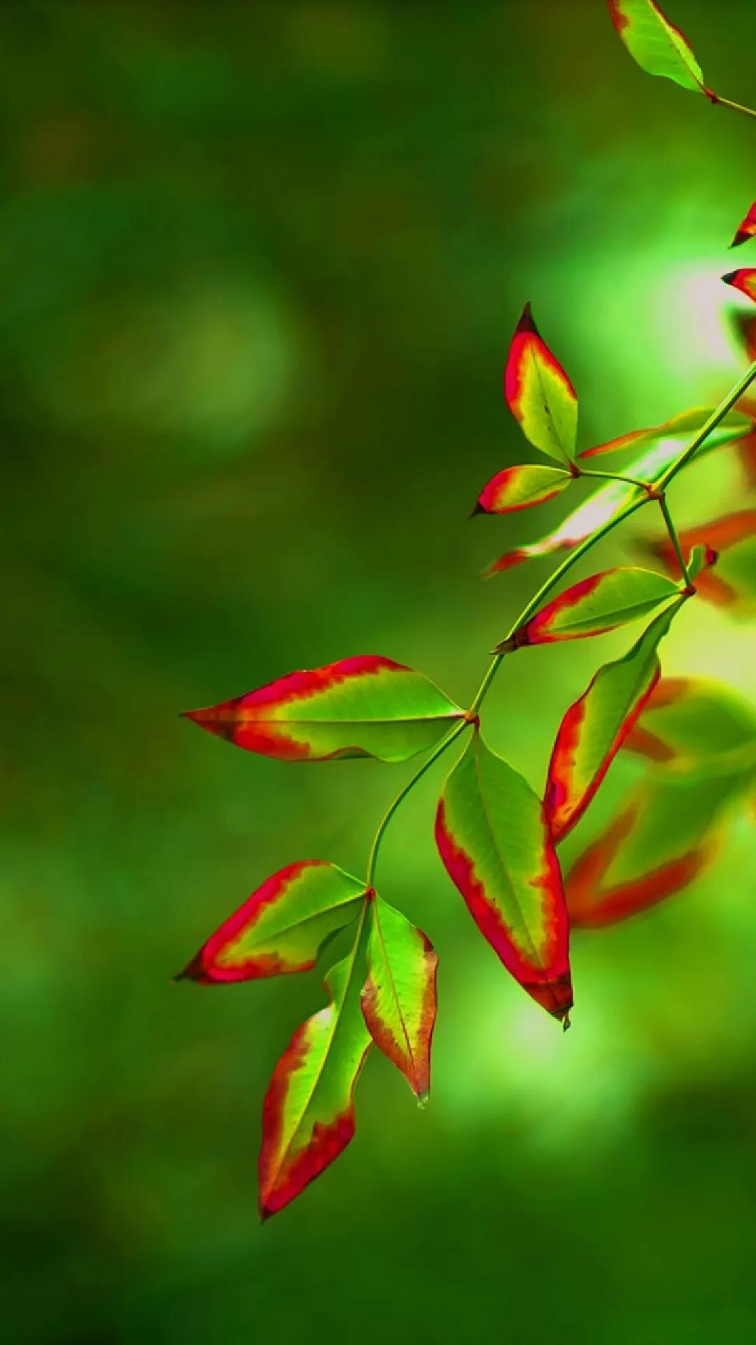 这二十幅极品花卉越看越醉,超好看又耐看的花卉图