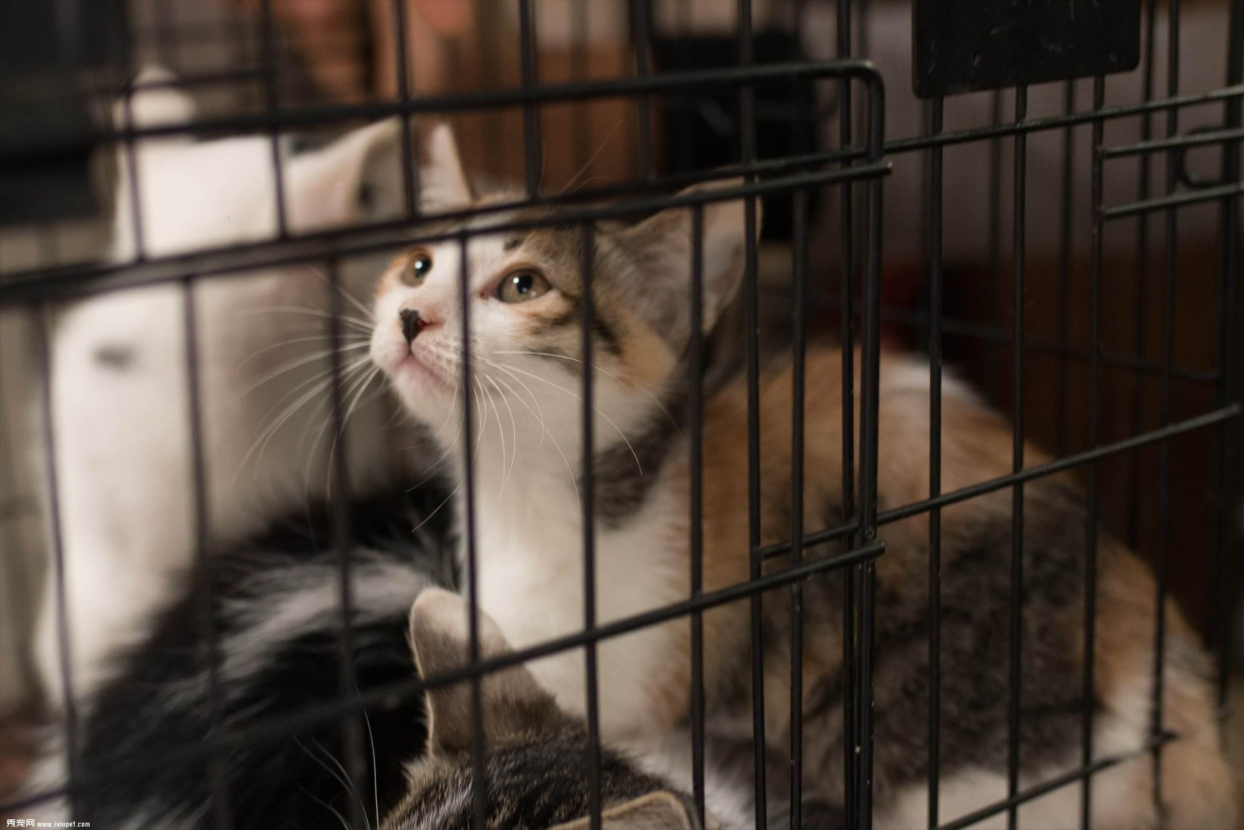 猫癣会传染狗么,被猫癣传染了可以用猫癣药擦吗