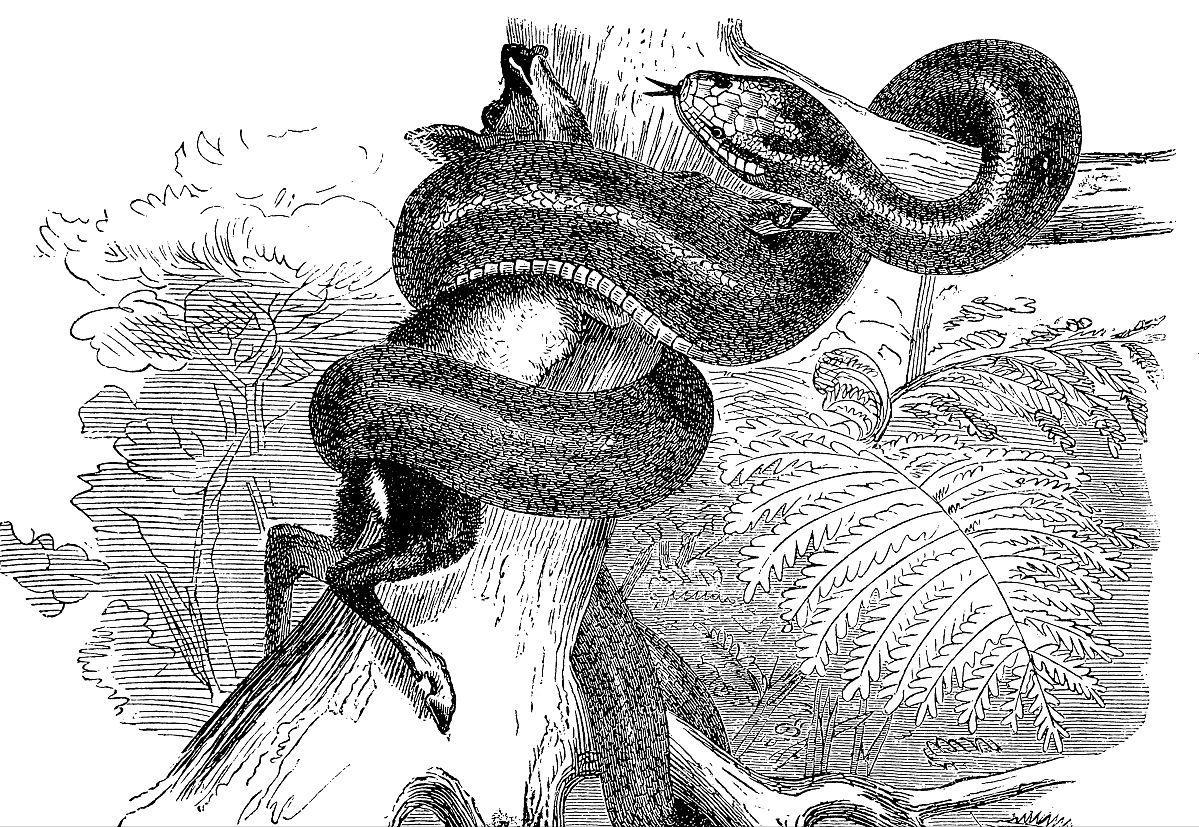 7米长！印尼54岁女子被巨蟒活吞，人心惶惶：还剩条8.2米蟒蛇游荡