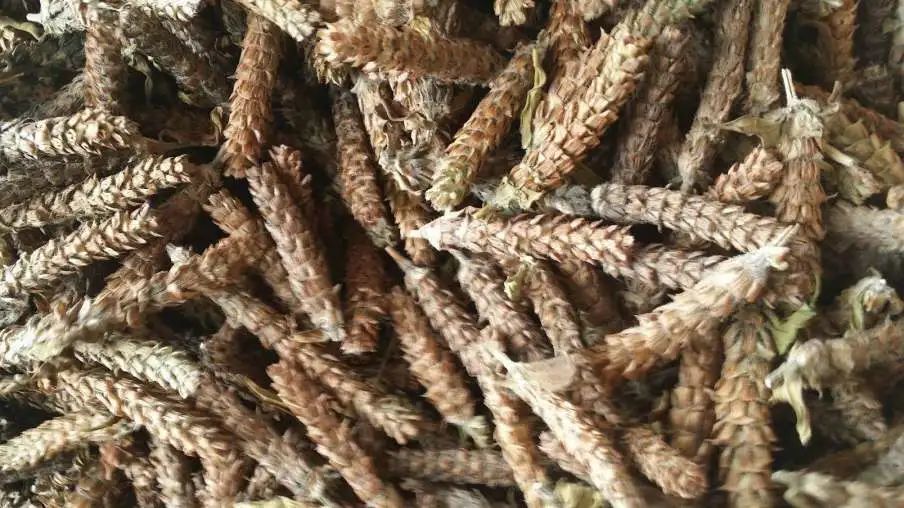 「品牌展播」中国地理标志农产品品牌展播（河南驻马店篇-下）