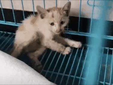 这只叫“长生”的猫咪，真实身份是美人鱼