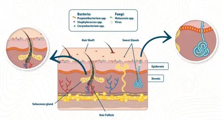 秋冬换季皮肤该怎么护理,秋冬皮肤护理补水