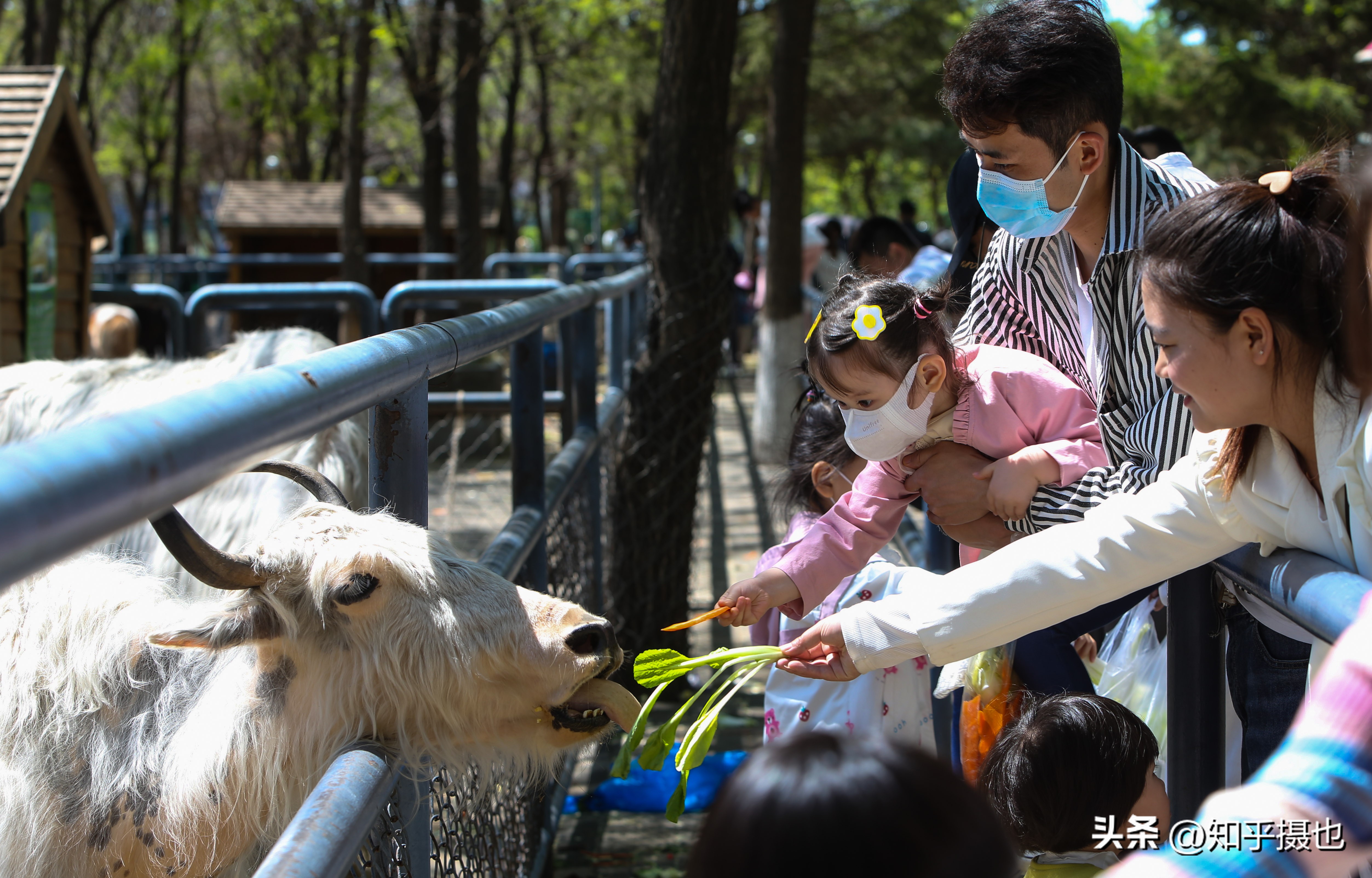 沈阳森林动物园带什么吃的,沈阳森林动物园自带菜
