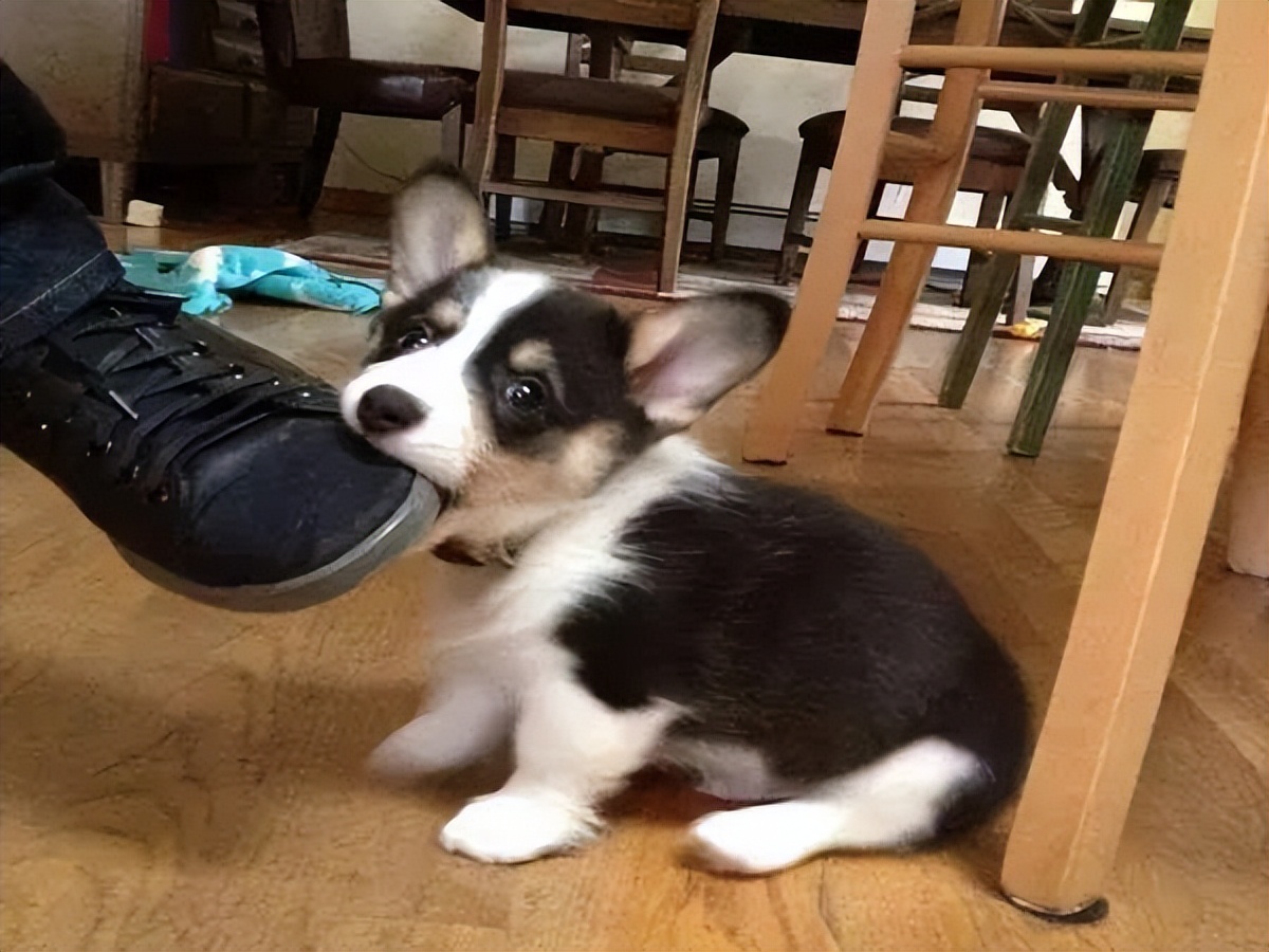 博美和柯基哪个好养,柯基比熊博美哪个更适合女孩子养