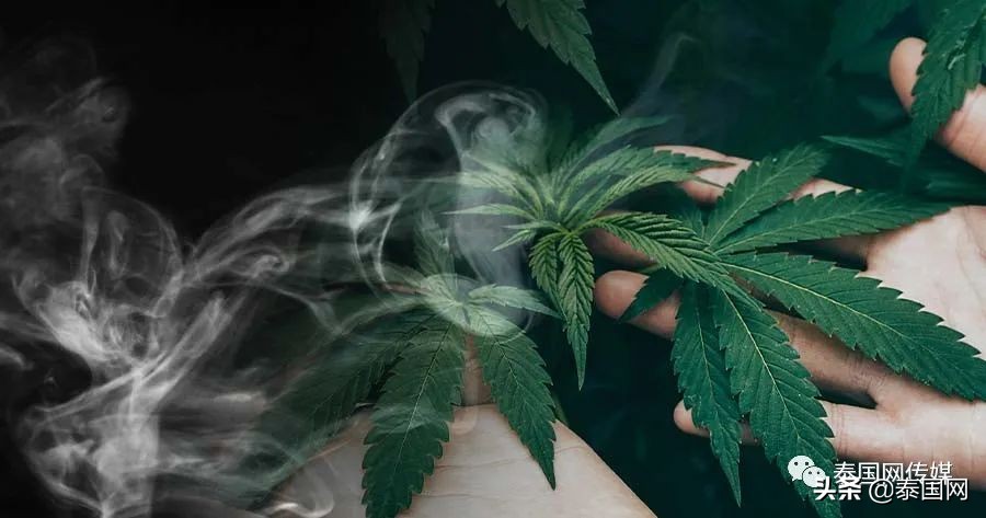 泰国*麻大**合法化5天，翻车了