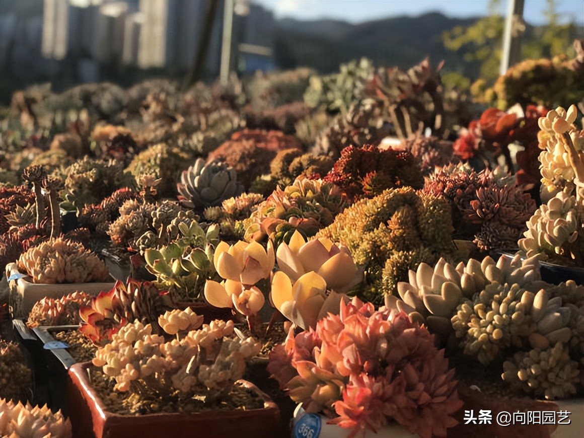 网购多肉有风险，最好“1物1拍”，避免被骗，不良商家太多