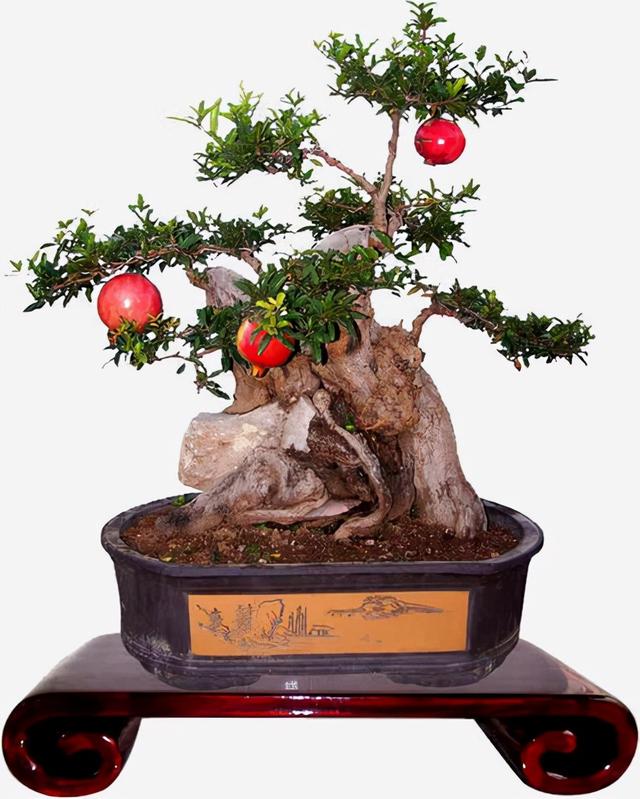 盆景造型类型有哪些,盆景造型种类