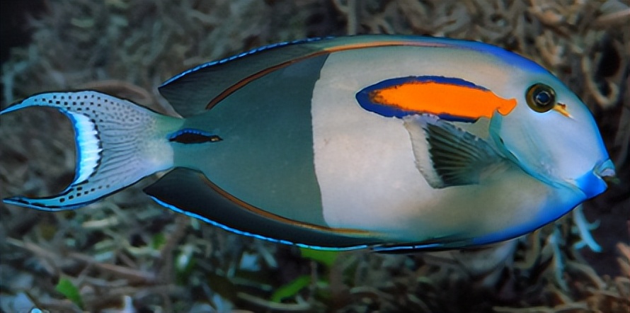 海缸入门花费多少,海缸入门推荐