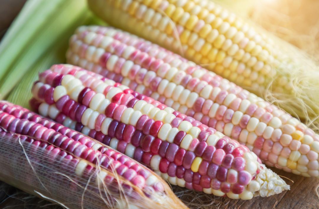 有关玉米的的知识,关于玉米的讲解文字