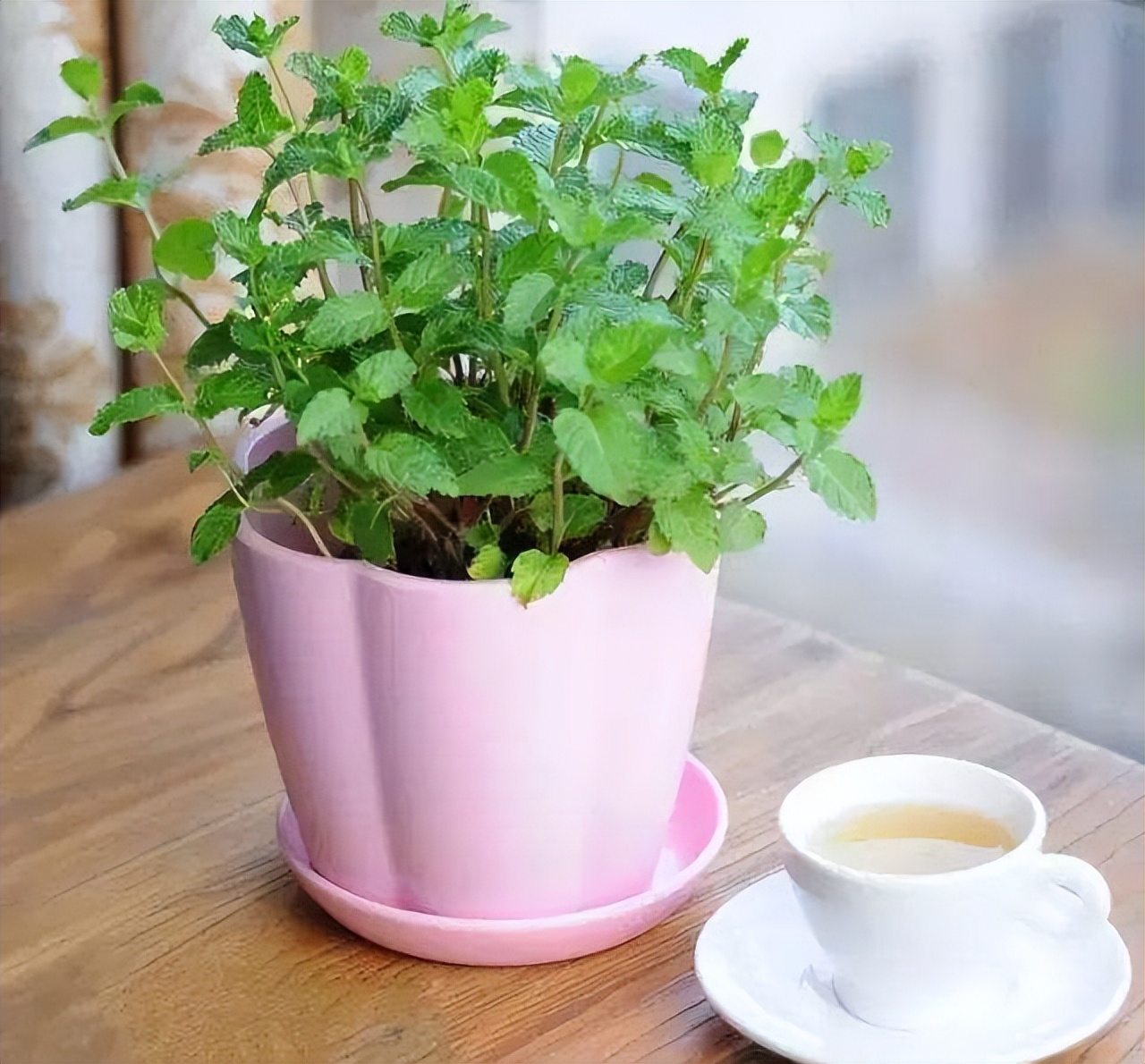 卫生间除异味最好的花,能养在卫生间去异味的花