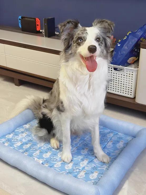 狗狗得了乳腺癌不治疗能活多久,狗狗乳腺癌后还能怀孕吗