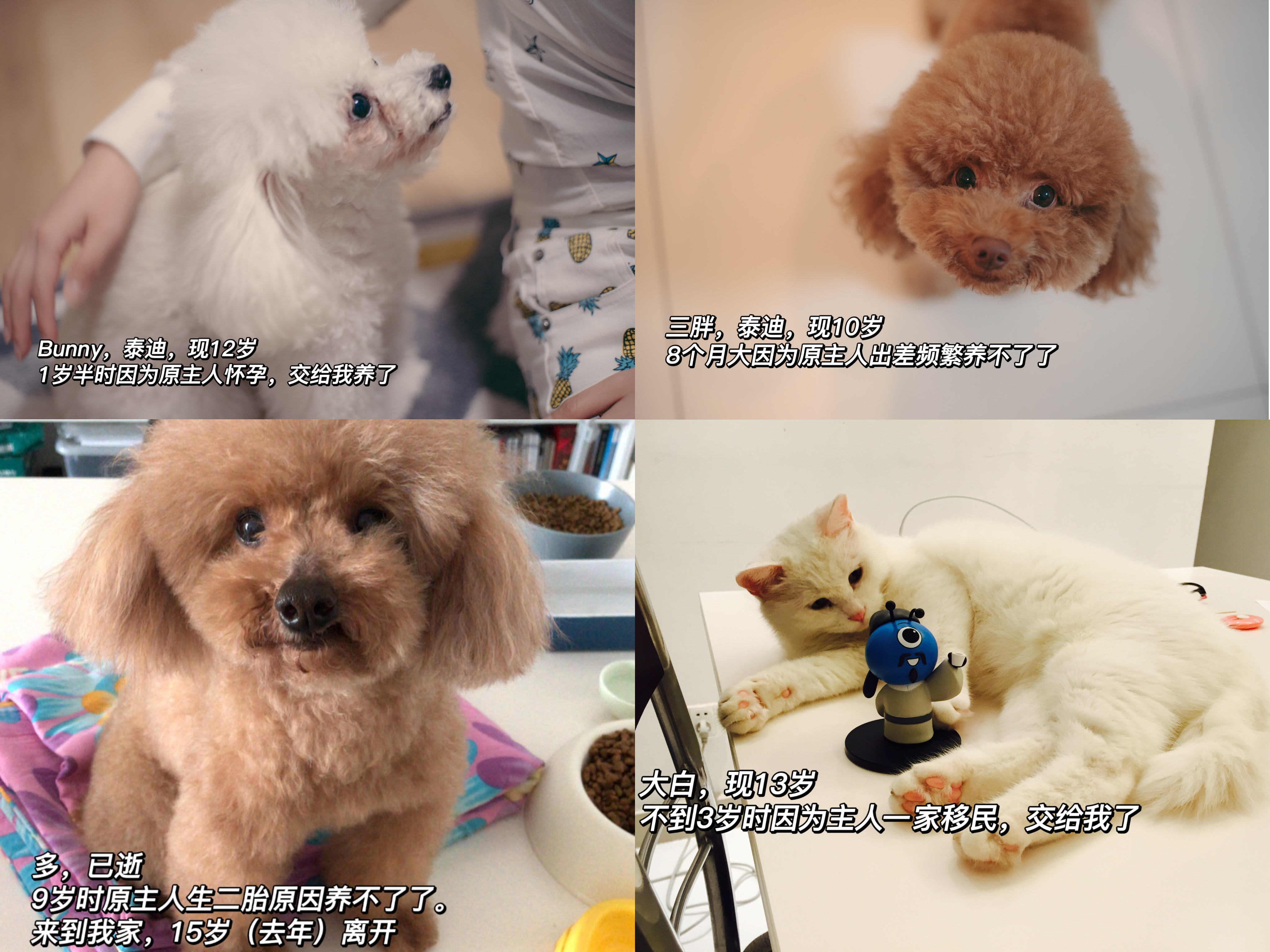 第一次养猫要注意什么新手必知,家庭养猫必备知识大全