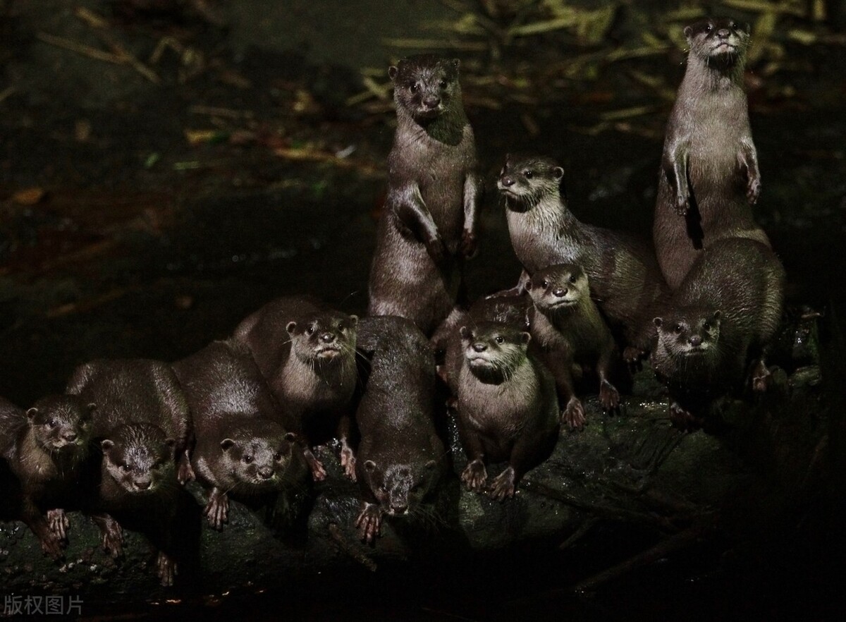 新加坡夜间野生动物园,新加坡野生动物园哪些值得看