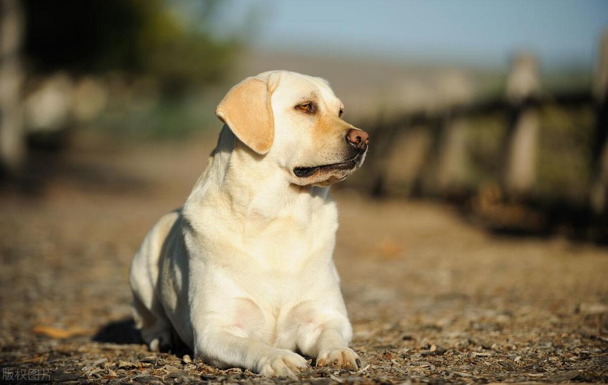 狗犬品种大全,狗的十大品种排名