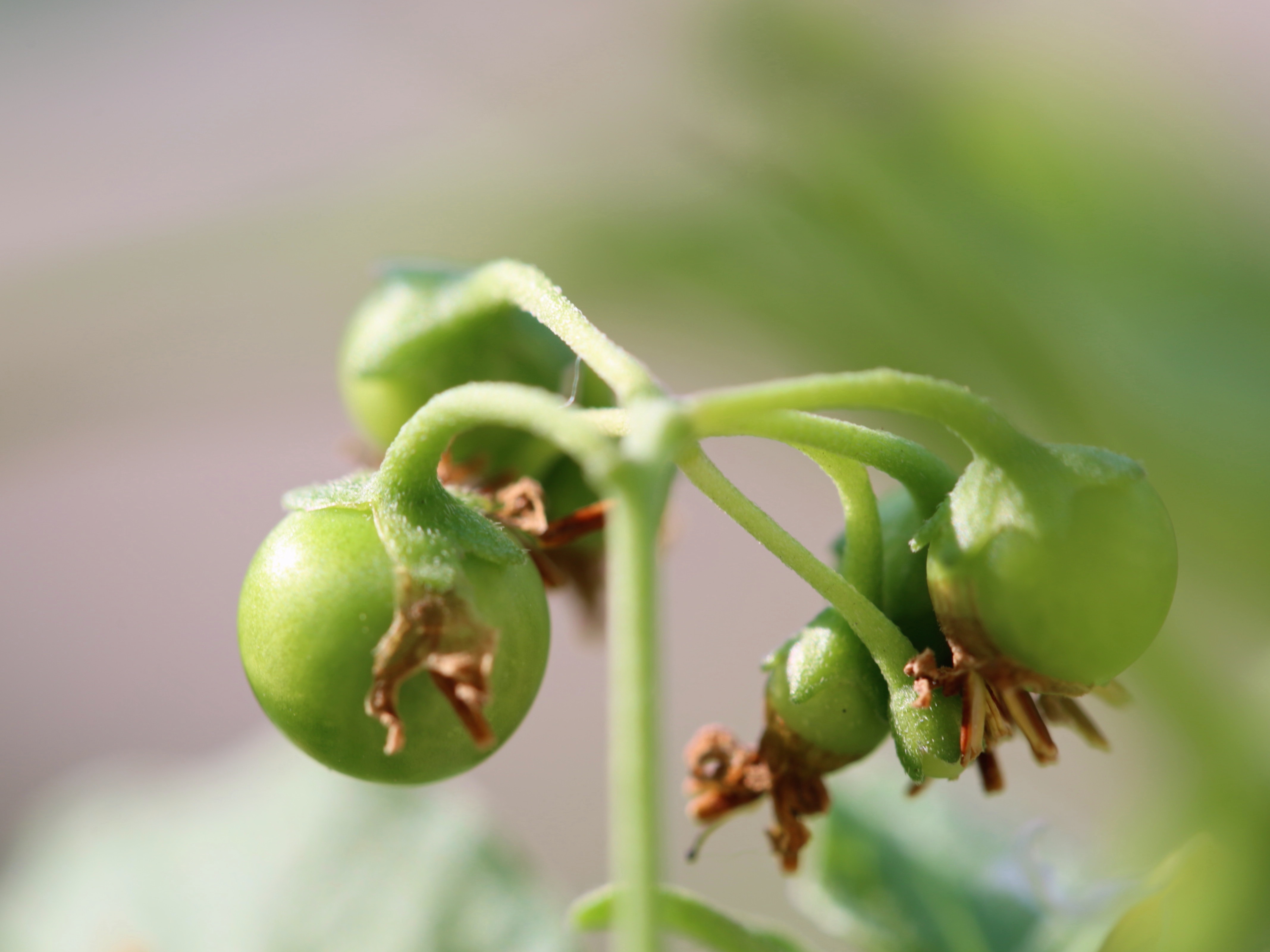 龙葵果小时候的味道,小时候的零食龙葵果