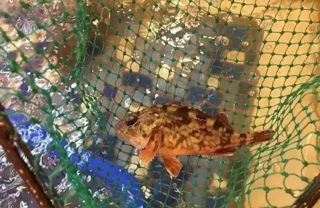 鱼类食材大全名称图片,鱼类菜谱大全100种