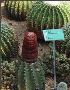 28种不同类型的仙人掌植物,多种品种仙人掌如何栽种