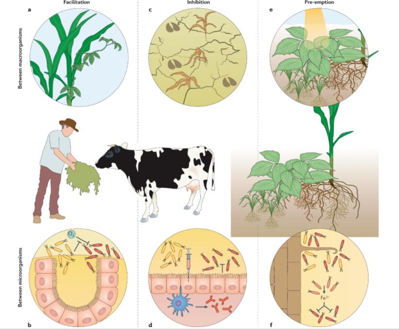 粮食中真菌的检测,粮食中真菌毒素检测的优缺点